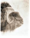 Image of Musk-ox head, side view